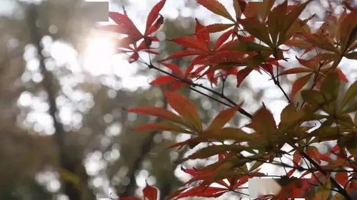 姑咱卫校2020分数线,姑咱卫校2021分数线