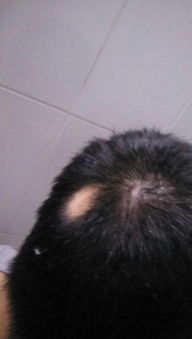 学电焊头发容易掉是怎么回事,长时间的电焊容易掉头发吗