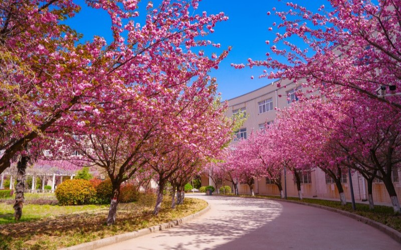 西安财经大学行知学院