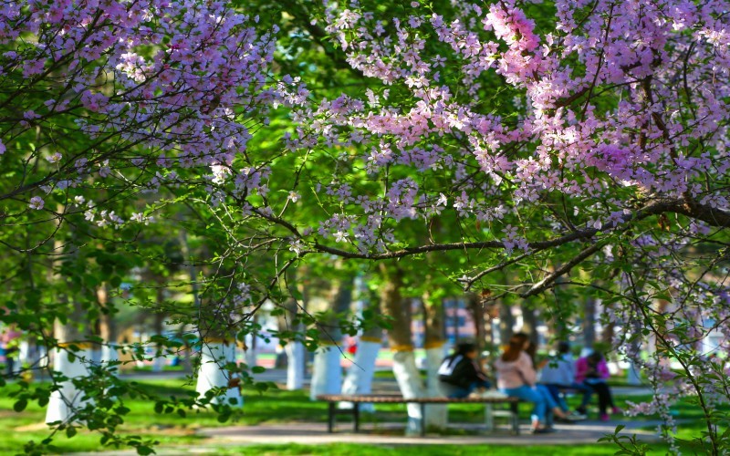 新疆农业职业技术大学