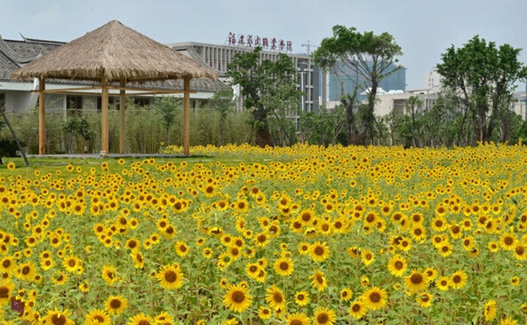 福建艺术职业学院