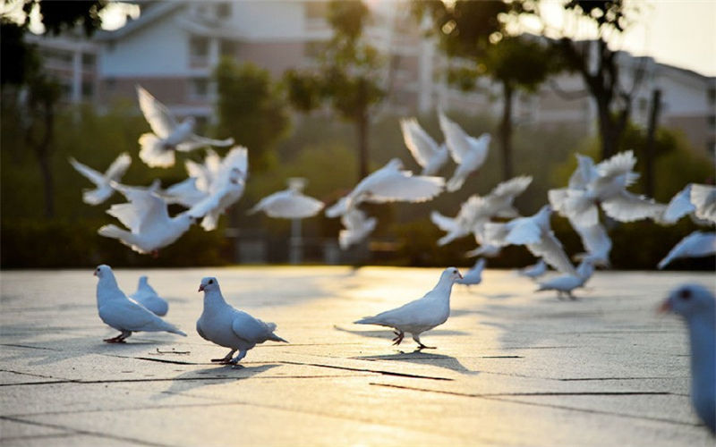 福建中医药大学