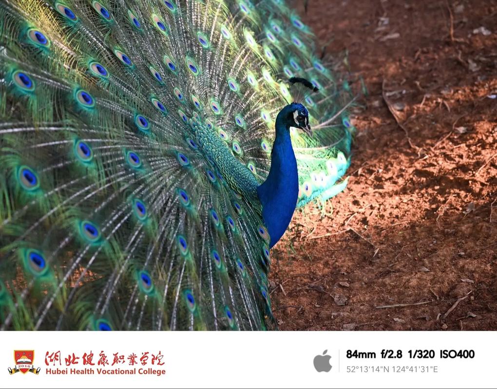 湖北健康职业学院