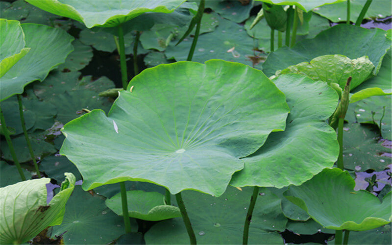 重庆安全技术职业学院