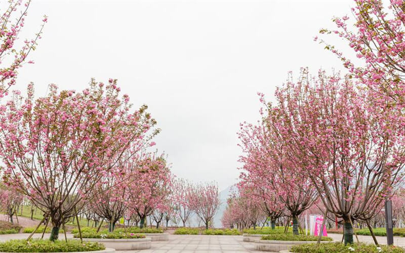 重庆外语外事学院