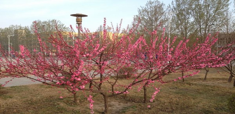 廊坊职业技术学院