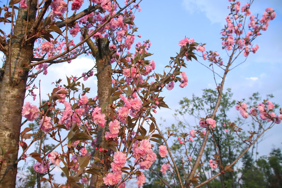毕节医学高等专科学校