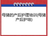 母猪的产后护理培训(母猪产后护培)
