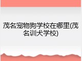 茂名宠物狗学校在哪里(茂名训犬学校)