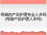 母猪的产后护理专业人多吗(母猪产后护理人多吗)