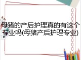 母猪的产后护理真的有这个专业吗(母猪产后护理专业)