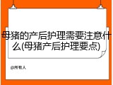 母猪的产后护理需要注意什么(母猪产后护理要点)