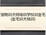 宠物训犬师培训学校训金毛(金毛训犬培训)