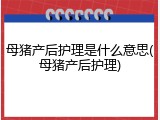 母猪产后护理是什么意思(母猪产后护理)