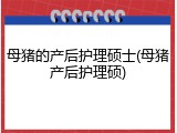 母猪的产后护理硕士(母猪产后护理硕)
