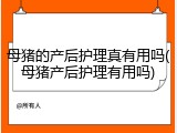 母猪的产后护理真有用吗(母猪产后护理有用吗)