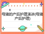 母猪的产后护理演讲(母猪产后护理)