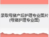 录取母猪产后护理专业图片(母猪护理专业图)