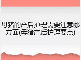 母猪的产后护理需要注意哪方面(母猪产后护理要点)