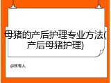 母猪的产后护理专业方法(产后母猪护理)
