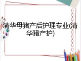 清华母猪产后护理专业(清华猪产护)