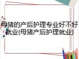 母猪的产后护理专业好不好就业(母猪产后护理就业)
