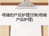 母猪的产后护理日常(母猪产后护理)