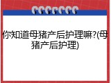 你知道母猪产后护理嘛?(母猪产后护理)