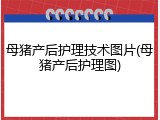 母猪产后护理技术图片(母猪产后护理图)