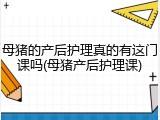 母猪的产后护理真的有这门课吗(母猪产后护理课)