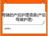 母猪的产后护理语音(产后母猪护理)