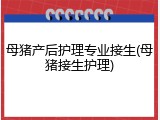 母猪产后护理专业接生(母猪接生护理)