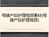 母猪产后护理视频素材(母猪产后护理视频)