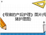 《母猪的产后护理》图片(母猪护理图)