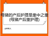 母猪的产后护理是重中之重(母猪产后重护理)