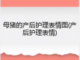 母猪的产后护理表情图(产后护理表情)