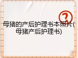 母猪的产后护理书本照片(母猪产后护理书)