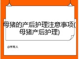 母猪的产后护理注意事项(母猪产后护理)