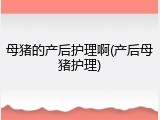 母猪的产后护理啊(产后母猪护理)
