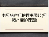 老母猪产后护理书图片(母猪产后护理图)