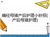 痛经母猪产后护理小妙招(产后母猪护理)
