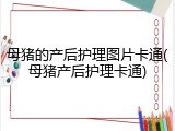 母猪的产后护理图片卡通(母猪产后护理卡通)
