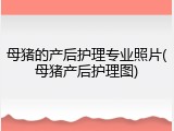 母猪的产后护理专业照片(母猪产后护理图)