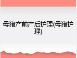 母猪产前产后护理(母猪护理)