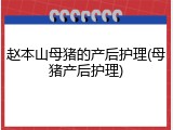 赵本山母猪的产后护理(母猪产后护理)
